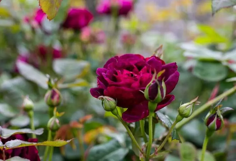 Fotos del hotel Chalet Eiger Lodge:  9