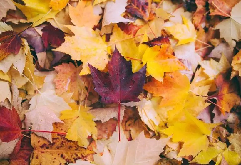 Fotos del hotel Schroeders City-style-:  5