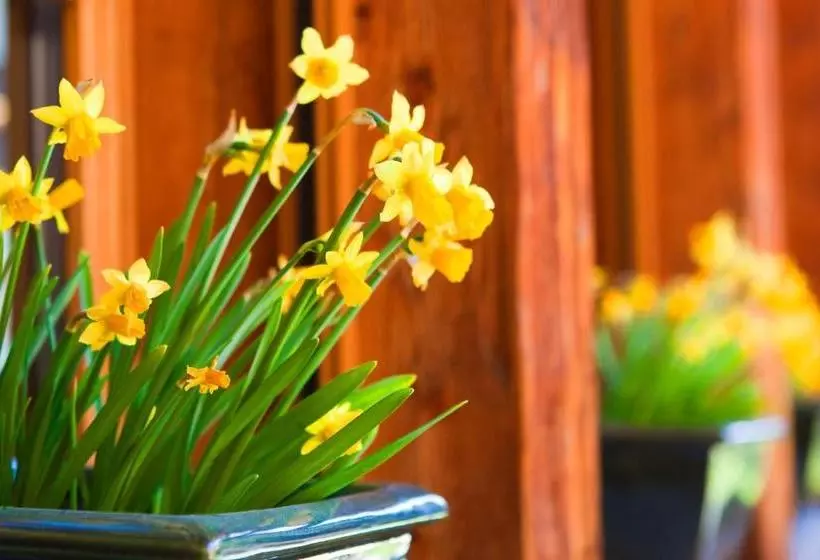 Fotos del hotel Sunstar Hotel Zermatt:  15