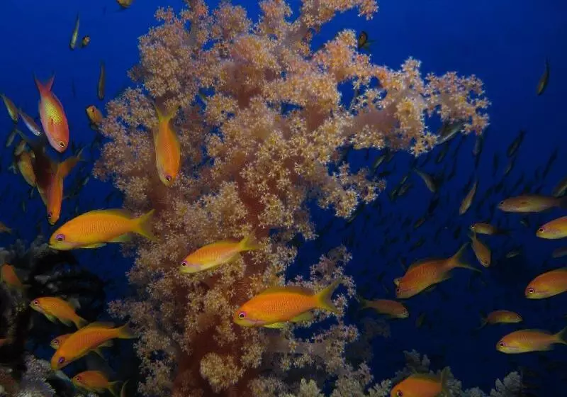 Fotos del hotel Mosaique Hotel El Gouna:  9