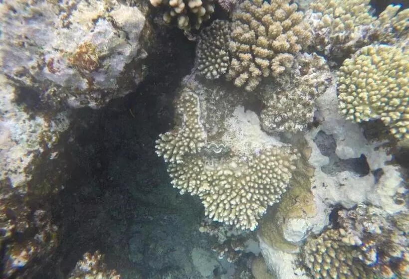 Fotos del hotel Star Of Dahab:  20