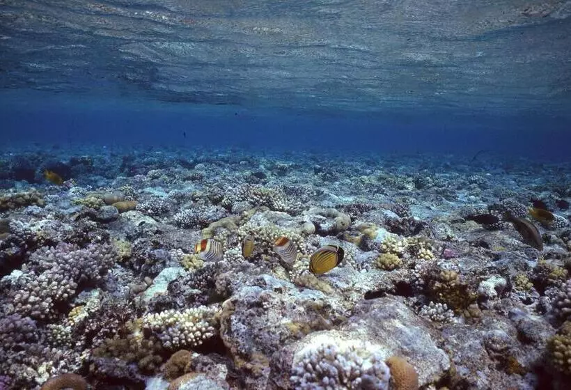 Fotos del hotel Star Of Dahab:  7