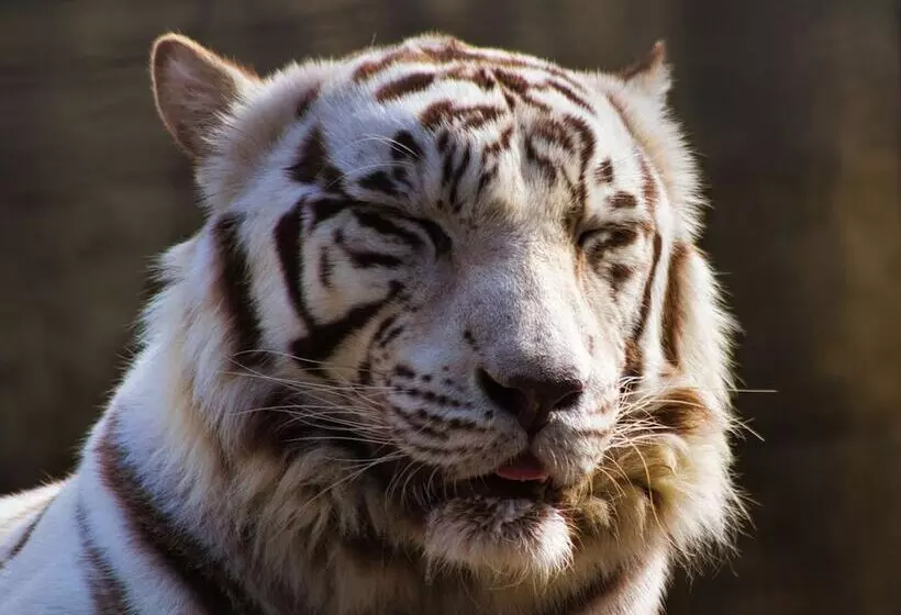 Fotos del hotel Toyoko Inn Kagoshima Chuo-eki Nishi-guchi:  14
