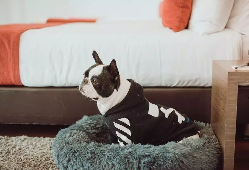 Fotos del hotel 84 Dc:  5