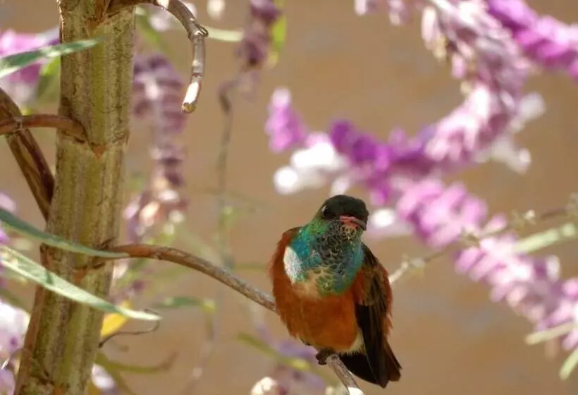 Fotos del hotel Antigua Miraflores:  6