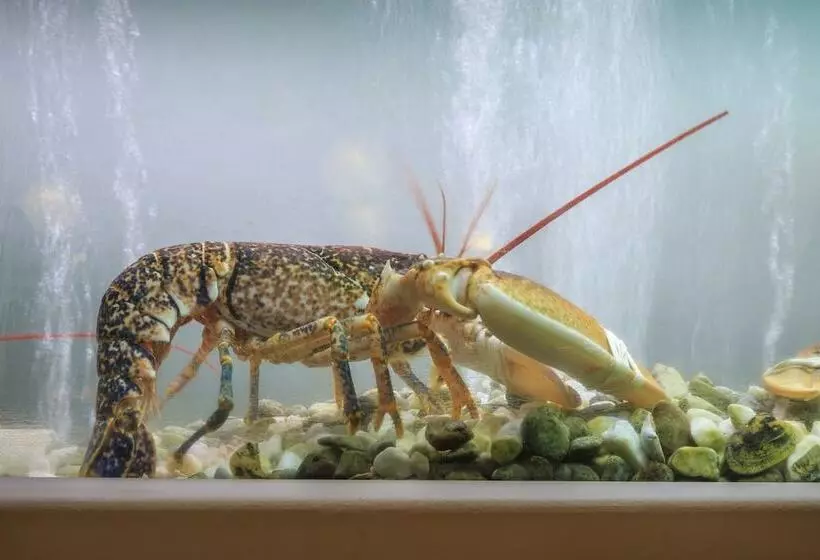 Fotos del hotel Encosta Do Lago:  5