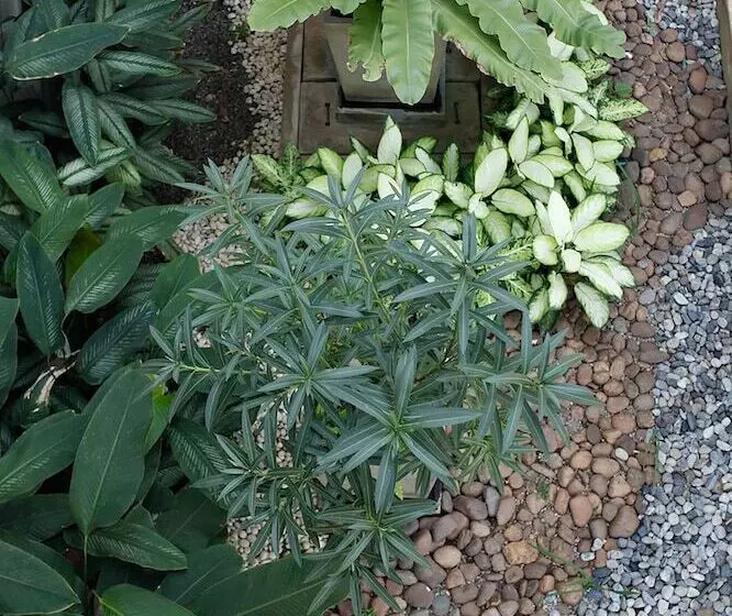 Fotos del hotel La Villetta Chiang Mai:  6