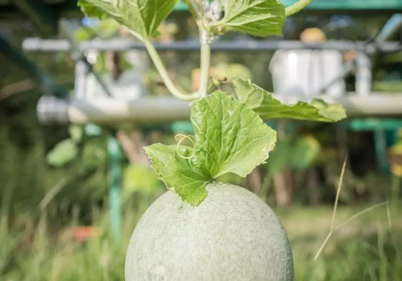 Fotos del hotel Sijori Resort Batam:  7