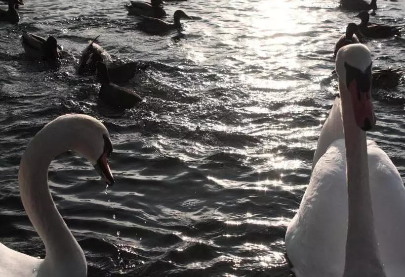 Fotos del hotel Apartments-rooms Kocijancic:  12