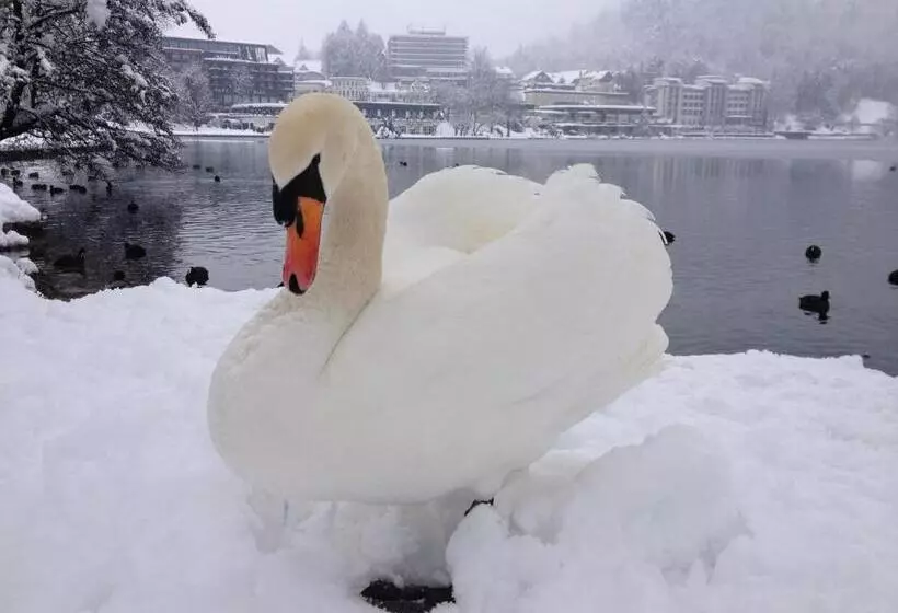 Fotos del hotel Apartments-rooms Kocijancic:  4