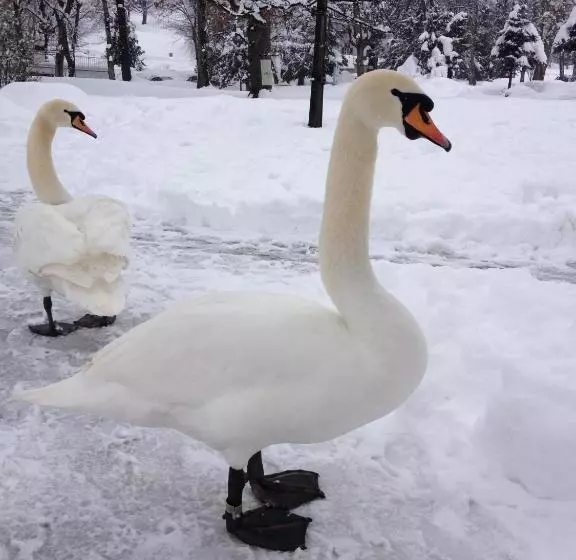 Fotos del hotel Apartments-rooms Kocijancic:  8