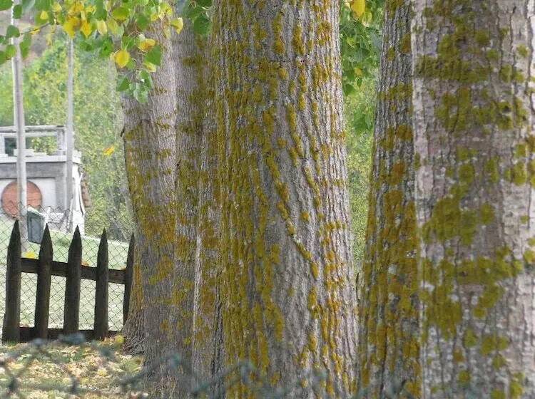 Fotos del hotel A. Montesinho Turismo:  8