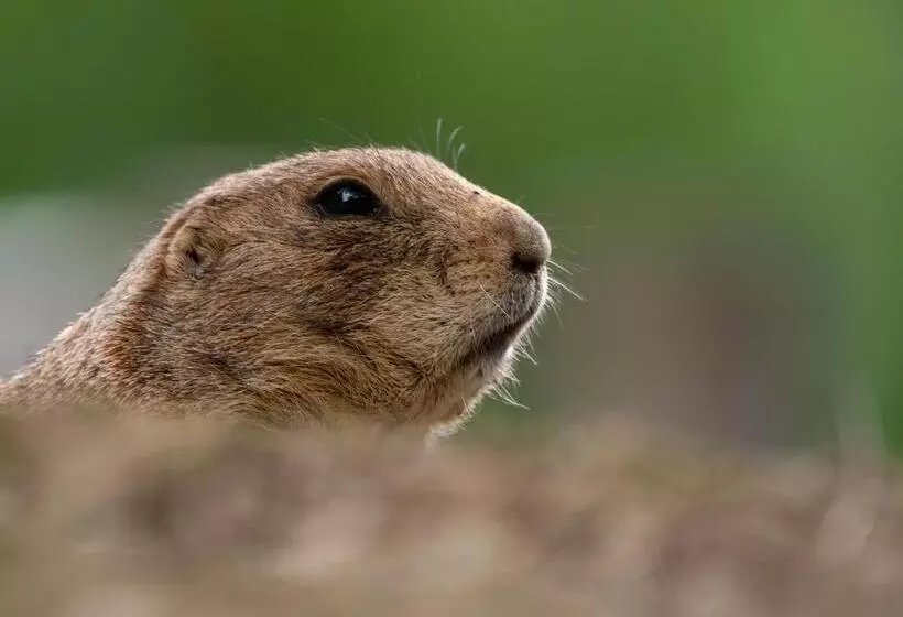 Fotos del hotel Hôtel Hélianthe:  8