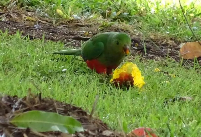 Fotos del hotel Lagoon Pocket B&b:  9