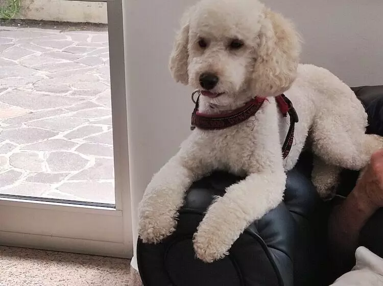 Fotos del hotel Le Querce:  13