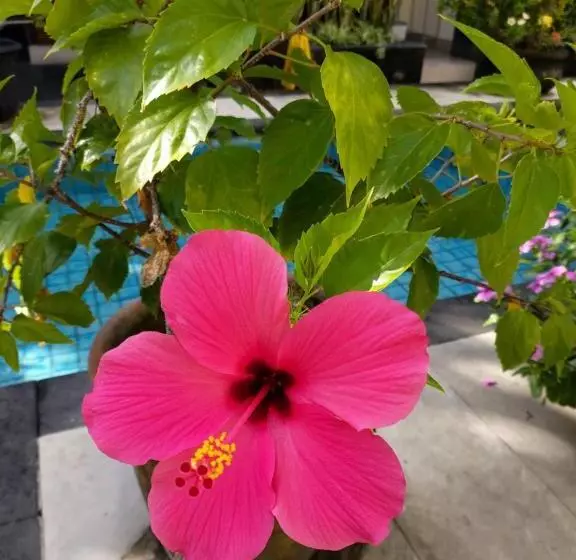 Fotos del hotel Radha Bali:  21