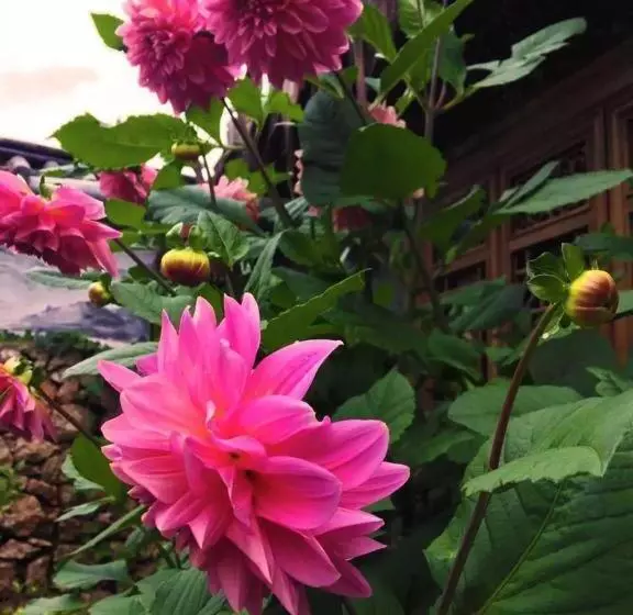 Fotos del hotel Baisha Holiday Resort Lijiang:  10