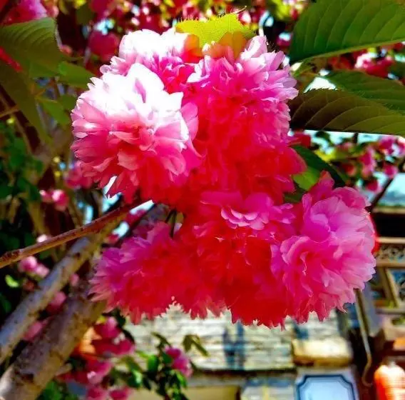 Fotos del hotel Baisha Holiday Resort Lijiang:  4