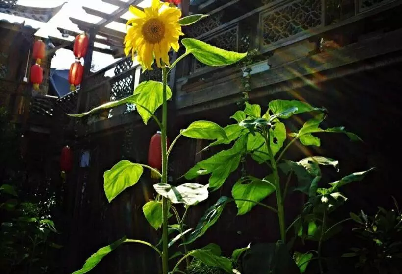 Fotos del hotel Baisha Holiday Resort Lijiang:  13