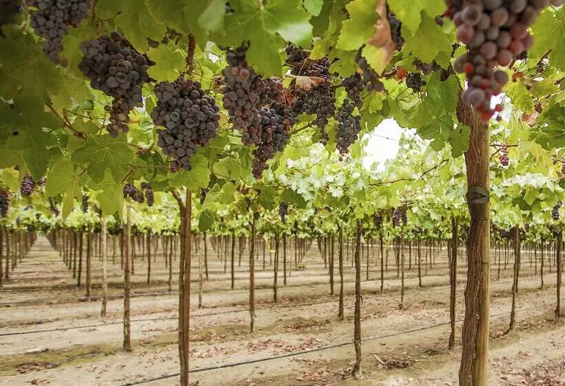 Fotos del hotel Viñas Queirolo:  6