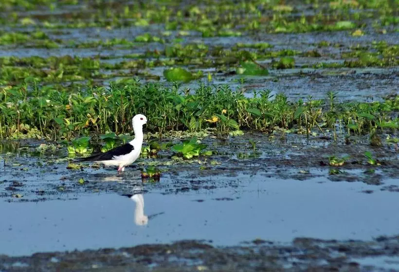 Fotos del hotel Turtle Bay:  6