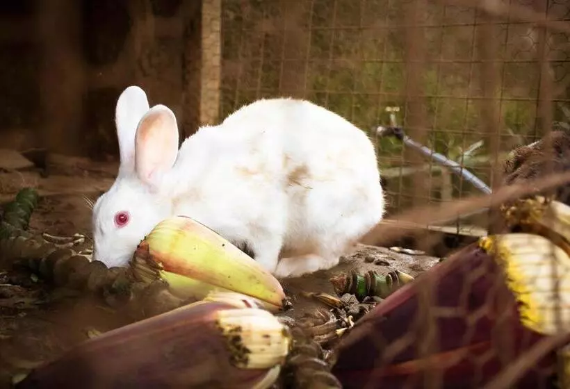 Fotos del hotel Zawadi House Lodge:  11