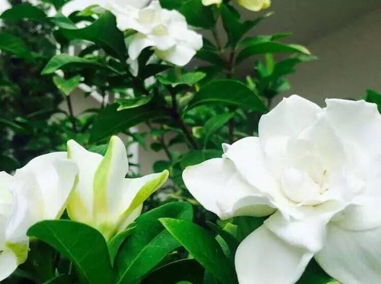 Fotos del hotel Koranaree Courtyard Boutique:  12