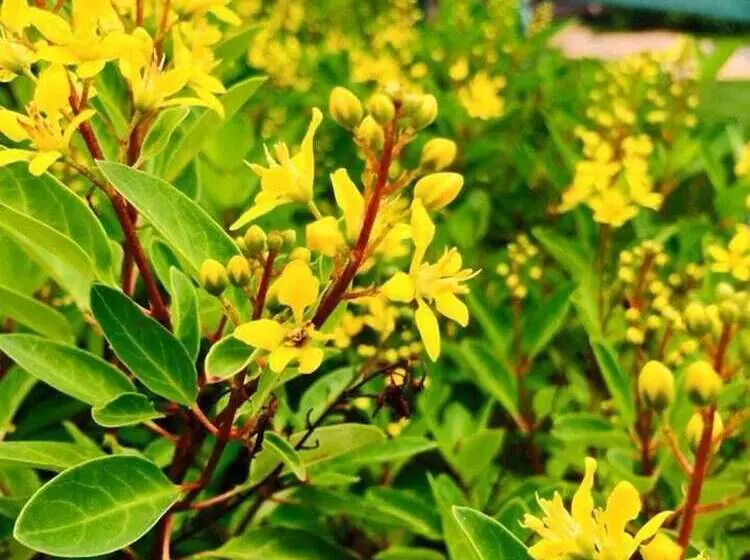 Fotos del hotel Koranaree Courtyard Boutique:  8