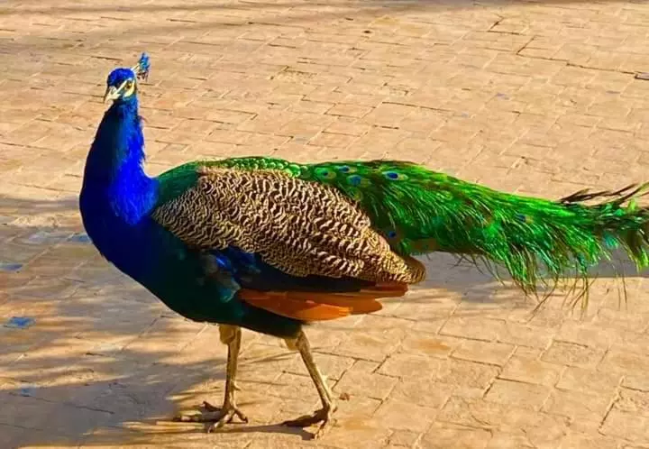 Fotos del hotel Le Relais De Marrakech:  7