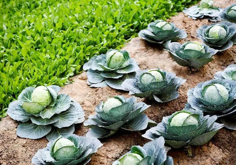 Fotos del hotel Pullman New Delhi International Airport:  10