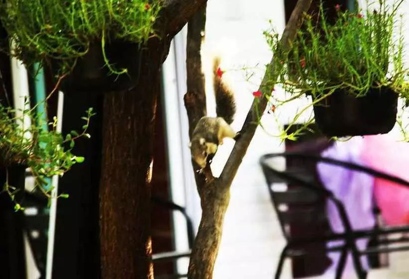 Fotos del hotel Ganesha House:  5