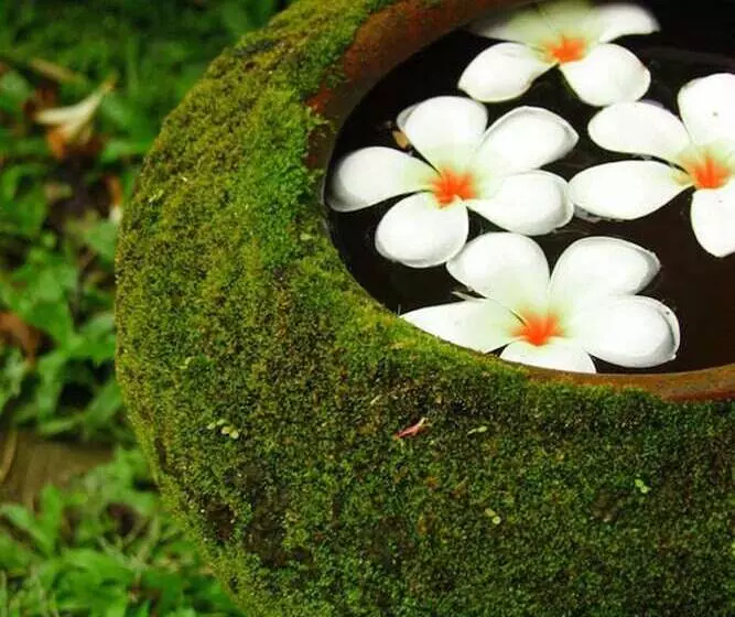 Fotos del hotel Ganesha House:  8