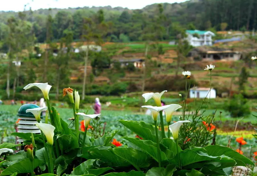 Fotos del hotel Ashford:  4