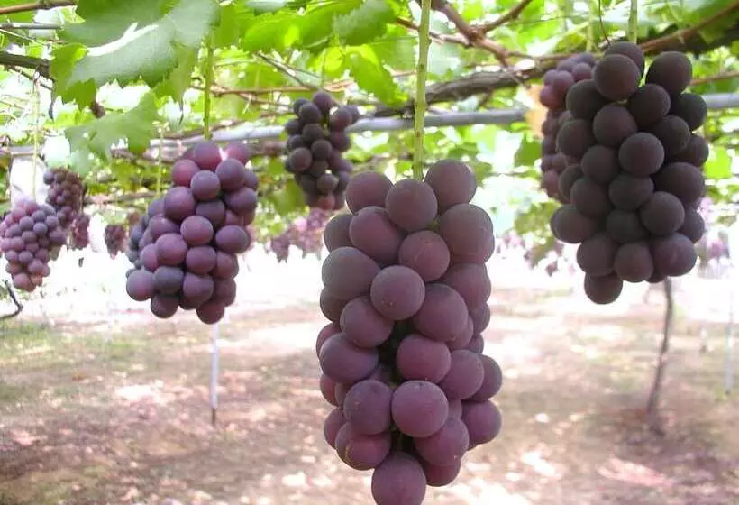 Fotos del hotel Yukai Resort Yataya Shotoen:  9