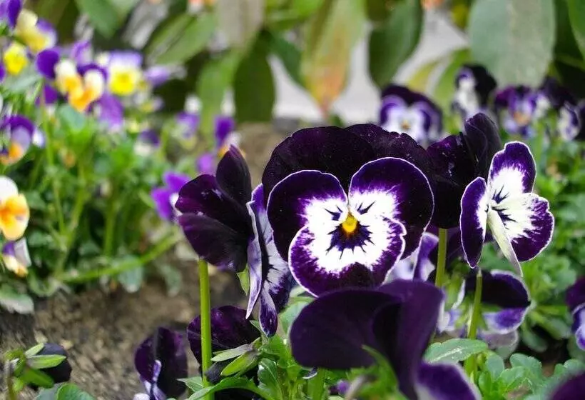 Fotos del hotel La Corte:  11