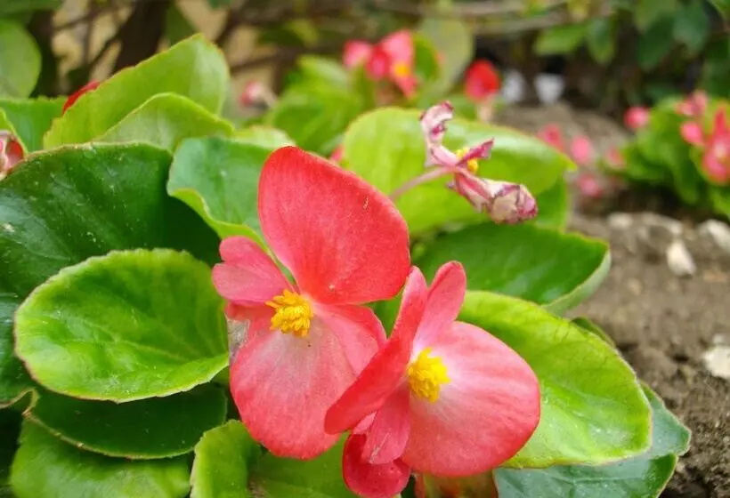 Fotos del hotel La Corte:  8