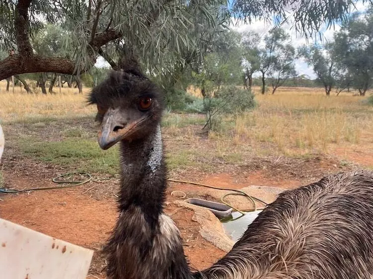 Fotos del hotel Mungo Lodge:  12