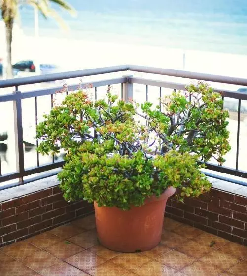 Fotos del hotel Miramar Badalona:  8