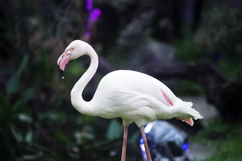 Fotos del hotel Las Mañanitas:  16