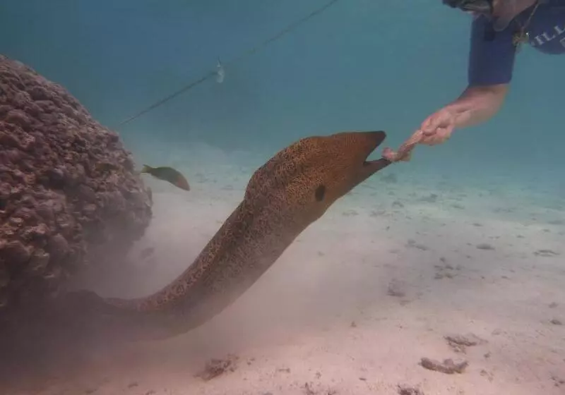 Fotos del hotel Muri Beach Club:  7