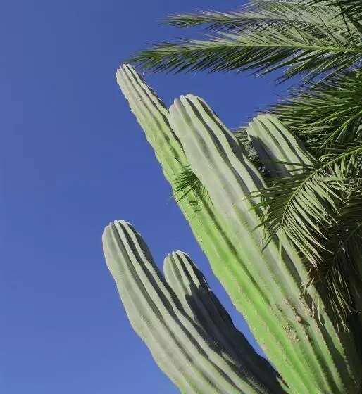 Fotos del hotel Club  Cantamar By The Beach:  14