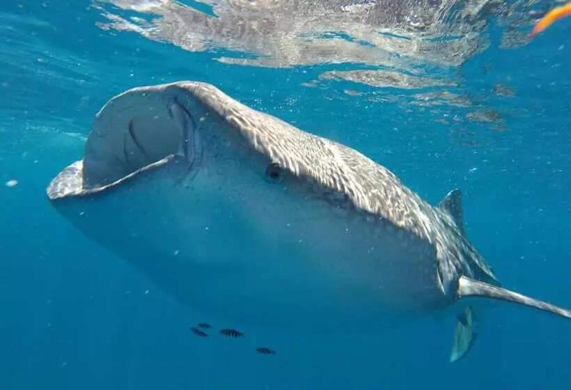 Fotos del hotel Club  Cantamar By The Beach:  4