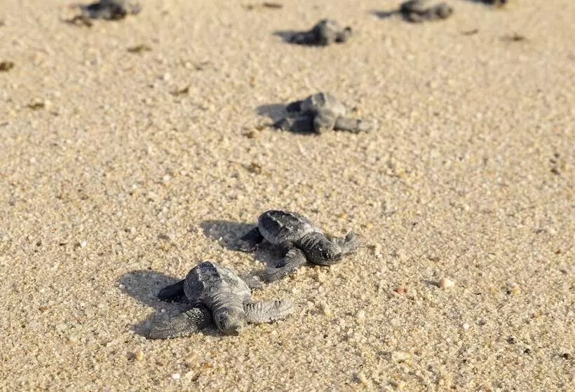 Fotos del hotel Paradisus Los Cabos All Inclusive:  6