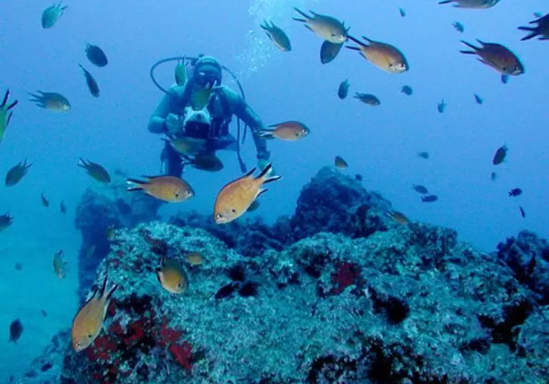 Fotos del hotel Dom Pedro Garajau:  13