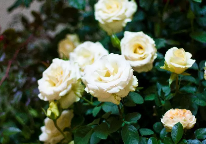 Fotos del hotel Residence Hilda:  8