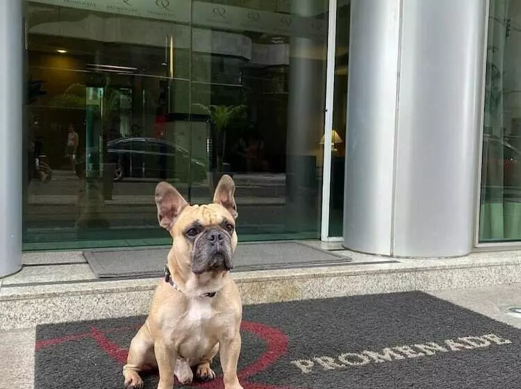 Fotos del hotel Promenade Palladium Leblon:  14