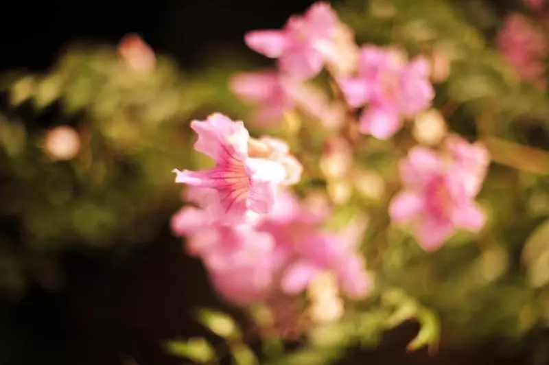 Fotos del hotel Rural Biniarroca - Adults Only:  5