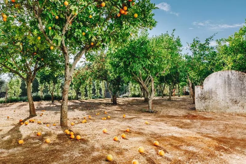 Fotos del hotel Convento Do Espinheiro, Historic Hotel & Spa:  5