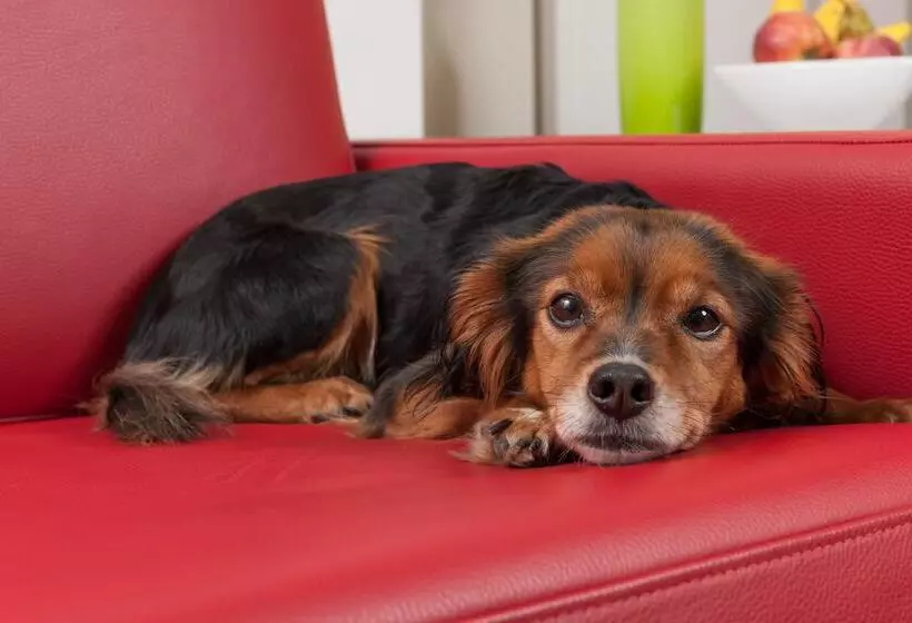 Fotos del hotel Sisuites:  13