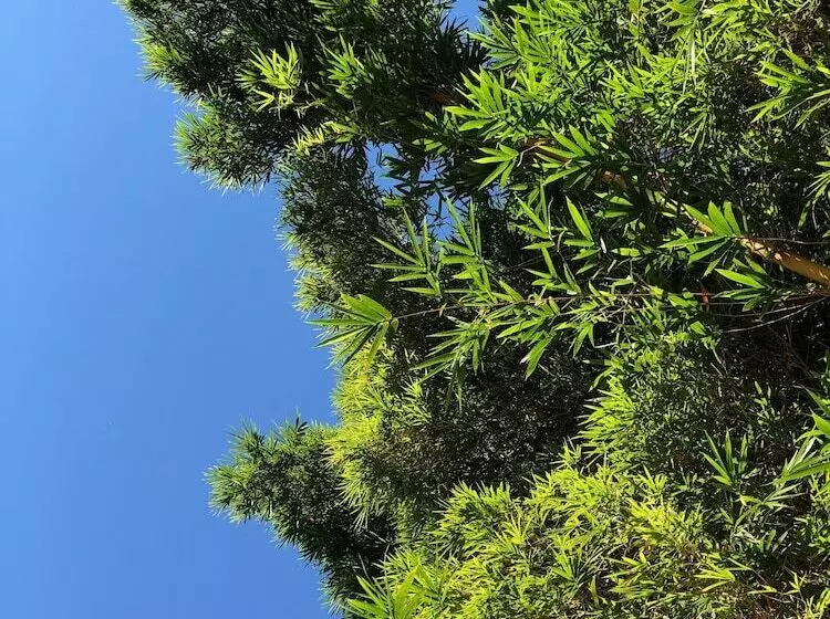 Fotos del hotel Carmen:  19